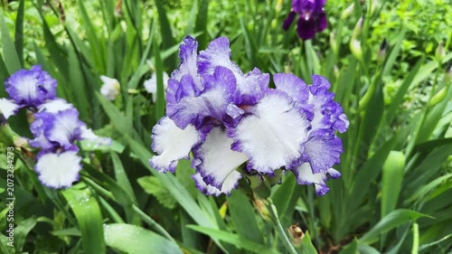 Wet purple-white flower of bearded iris on blurred background