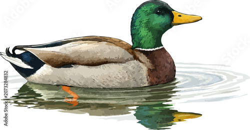 Canvas Print Anas platyrhynchos illustration art 3