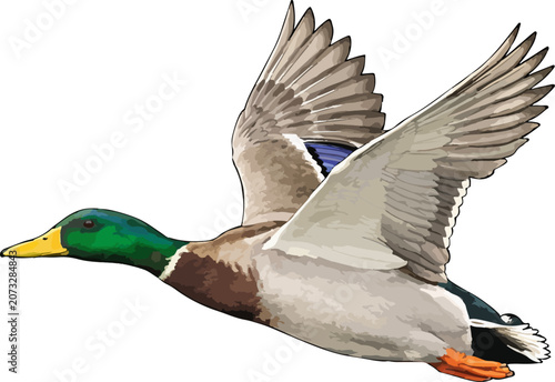 Photography Anas platyrhynchos illustration art 4