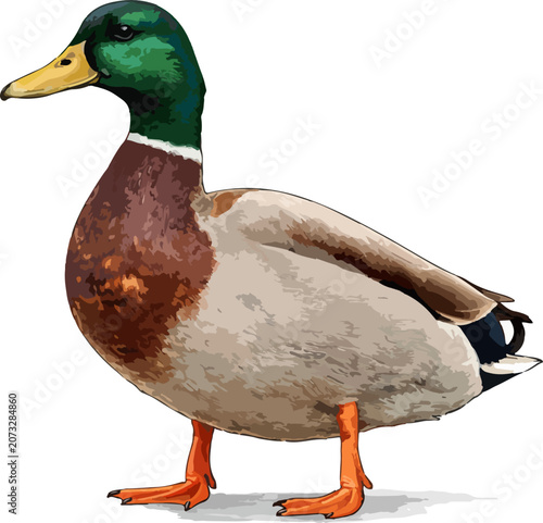 Fotografie Anas platyrhynchos illustration art 5