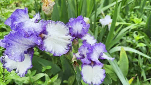 Wet purple-white flower of bearded iris on blurred background