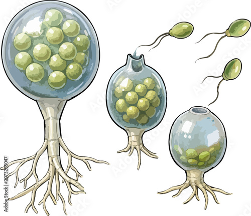 Batrachochytrium dendrobatidis illustration art