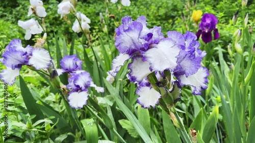 Wet purple-white flowers of bearded iris on blurred background