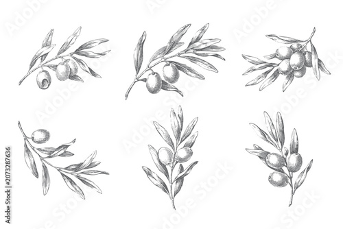 Schilderij op canvas Set of olive branch studies with fruits and engraved foliage details