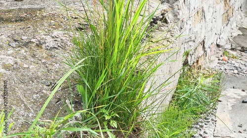 Grass growing in crack between the parts of concrete structures