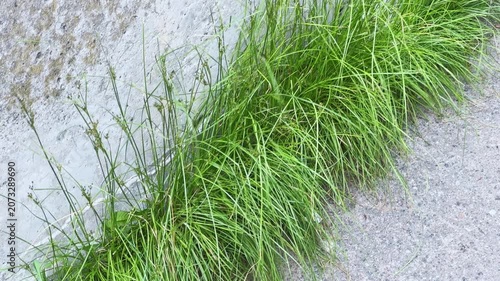Grass growing in crack between the concrete wall and path