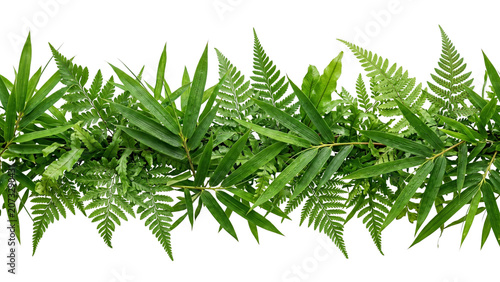 Billede på lærred A lush arrangement of fern and bamboo leaves detailed botanical illustration on