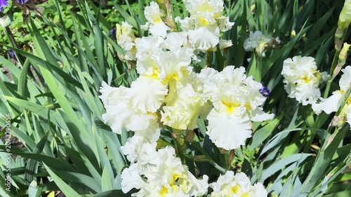 White-yellow flowers of bearded iris on blurred background