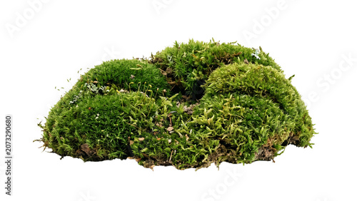 Εκτύπωση καμβά A clump of green moss with visible stems and leaves on transparent background mo