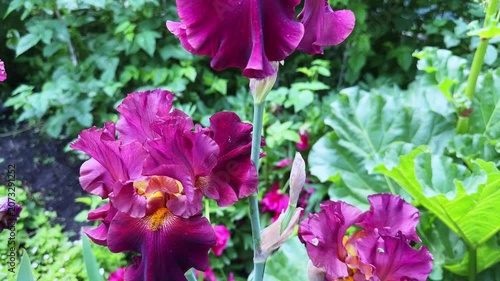 Burgundy-crimson flowers of bearded iris on a blurred background