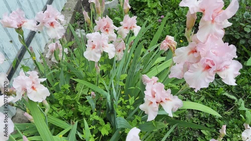 Light pink flowers of the bearded irises at overcast day