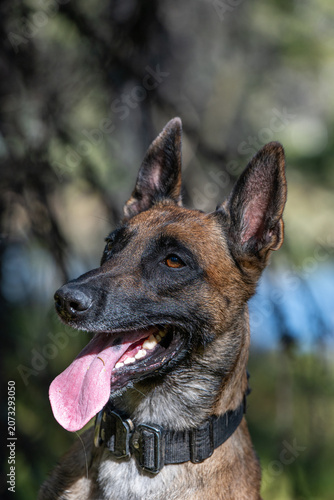 Cute Belgian Malinois focused with his tongue out