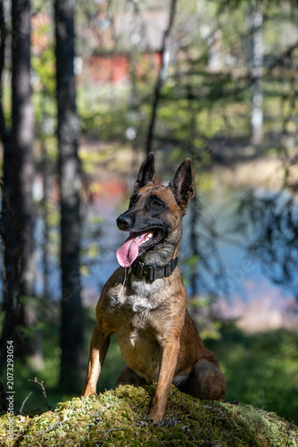 Cute Belgian Malinois sitting in forest focused