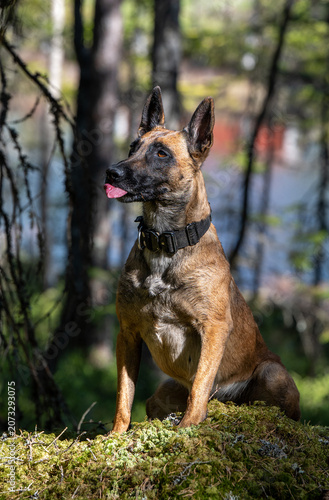 Cute Belgian Malinois sitting in forest focused