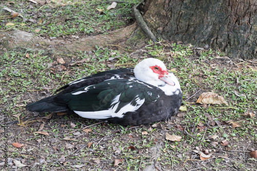 Принти на полотні A Muscovy ducks (Cairina moschata) on the grassland.