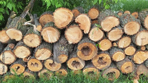 Stacked sawn trunk and thick branches of the willows
