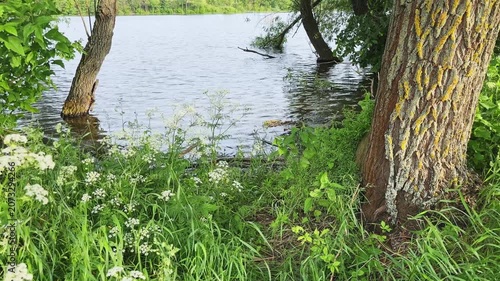 Old willows on pond shore and in the water
