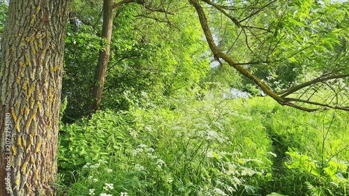 Old willows and meadow with high grass on pond shore