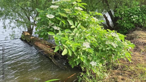 Old willows and blooming elder bush on a pond shore