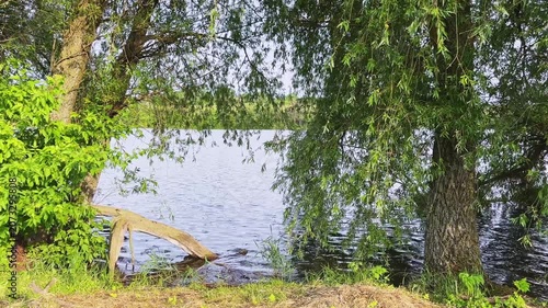 Old willows on pond shore and in the water