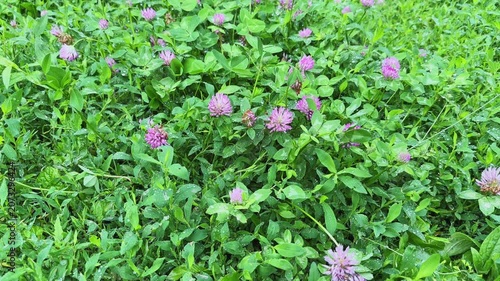 Blooming red clover covered with rain water drops close-up