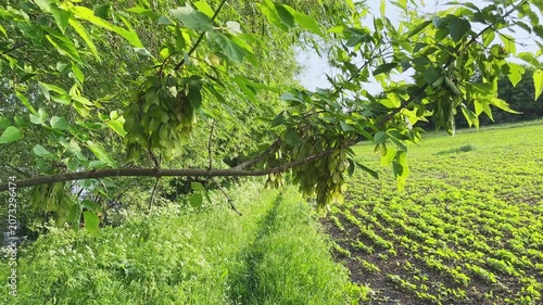 Branch of the ash-leaved maple with unripe winged seeds