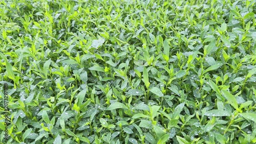 Meadow overgrown with knotgrass covered with water drops close-up