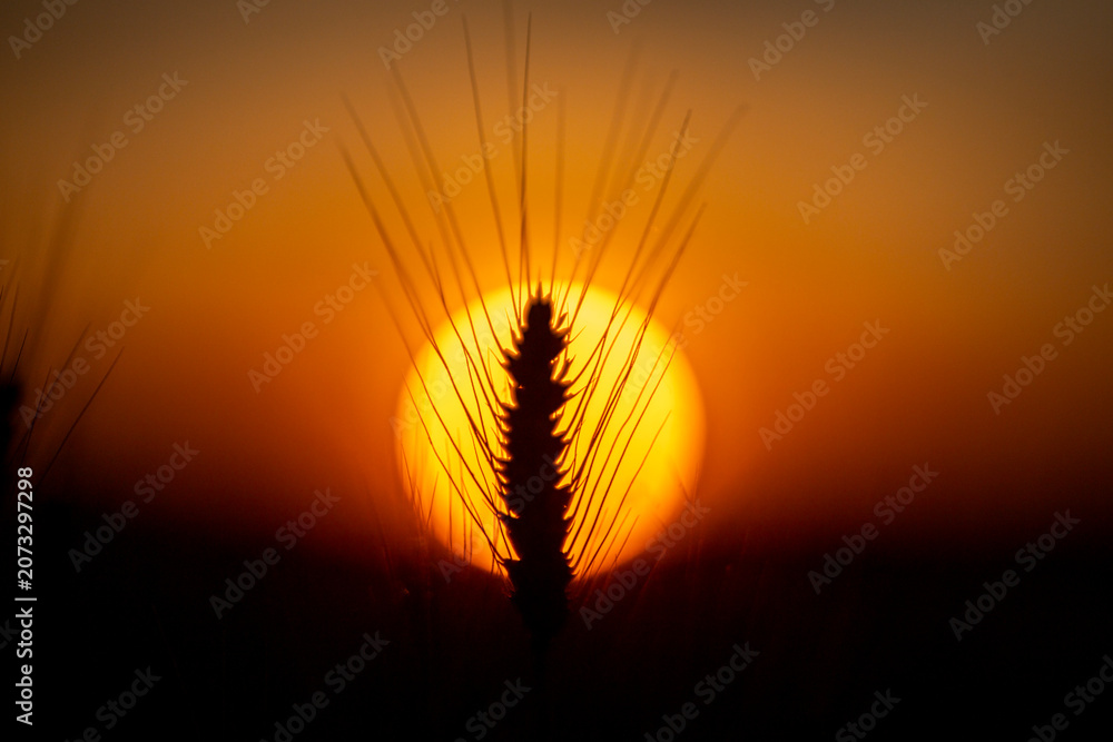 Obraz premium Wheat field fades into sunset. Wheat field holds golden bokeh. Backlit wheat field forms background. Rural wheat field meets sunlight.