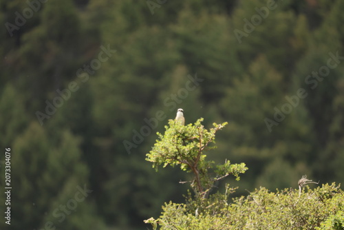 Green bush with bird