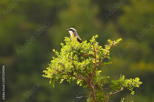 Green bush with bird