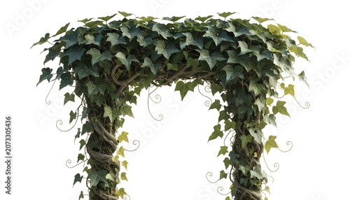 Green ivy leaves covering a garden archway