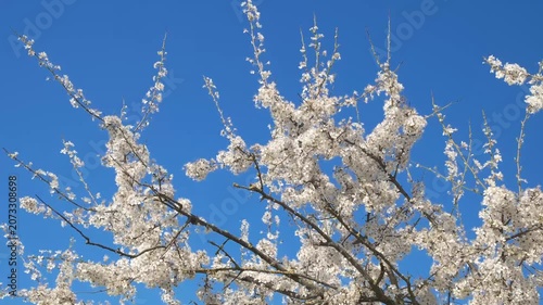 white flowers on the branches of a tree against the sky
