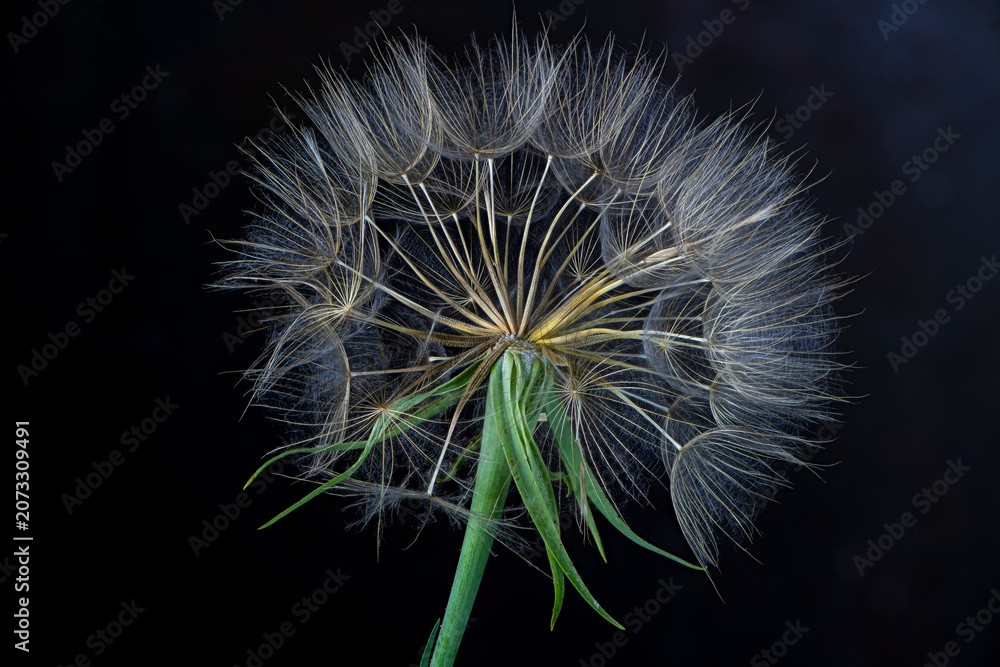 Fototapeta premium The seed head of a yellow salsify flower (Tragopogon dubius), showing individual seeds with 