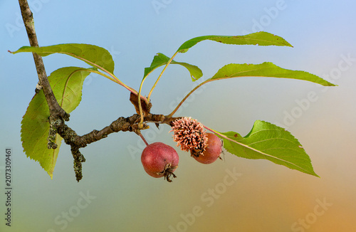Branch of crab apple tree (Malus sp.) showing healthy fruit and fruit infected with cedar-rust blight, caused by a Gymnosporangium fungus.