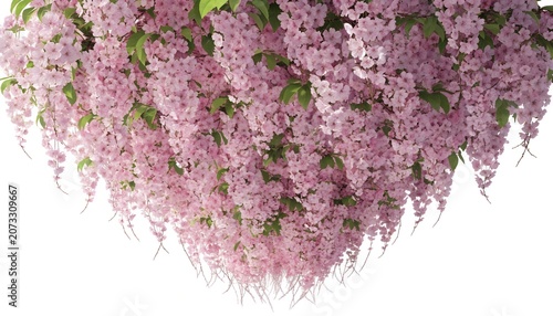 Beautiful pink bougainvillea flowers in the garden