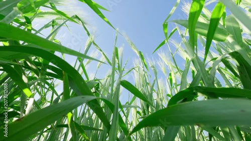 green ears of wheat are swaying in wind
