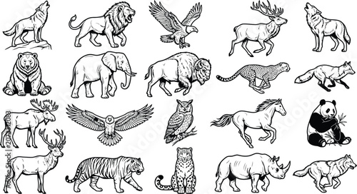 Photography A collection of 20 detailed vector outlines of majestic wild animals