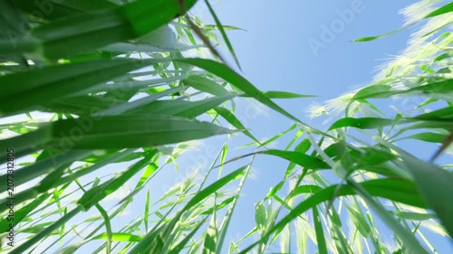 green ears of wheat are swaying in wind, bottom view
