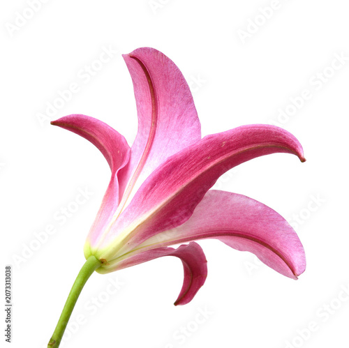 Vászonkép Beautiful Lily flowers on white
