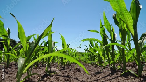 Maisfeld im Sommer - Junge Maispflanzen