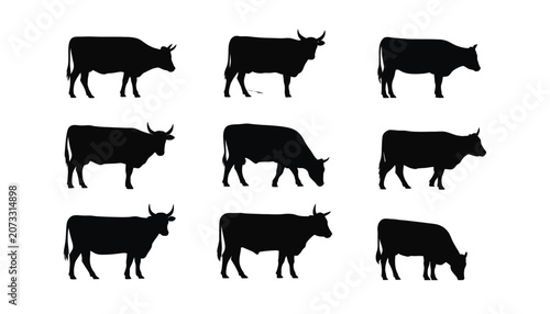 Foto Cow And Bull Silhouette Vector Set Featuring Horned Zebu Cattle Grazing, Walking And Lying Poses For Livestock, Farm, Agriculture And Branding Designs