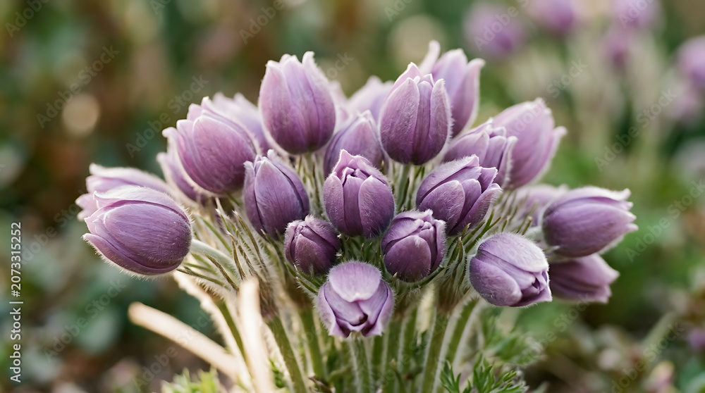 Obraz premium Cluster of purple crocus flowers blooming in early spring isolated on a transparent background