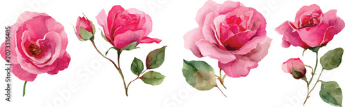 pink flowers isolated on white