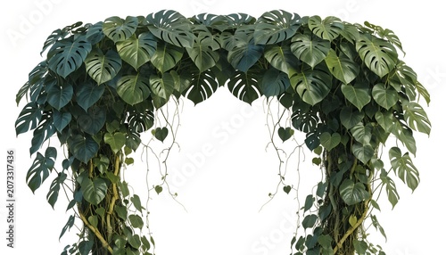 Arch made of green tropical monstera leaves and vines