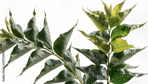 Fresh green leaves on branches in spring