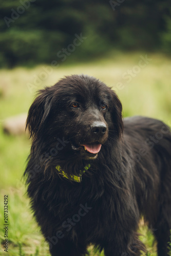 Portrait of a beautiful and friendly black dog in the forest.

