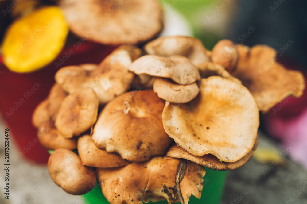 Fototapeta premium Edible mushrooms of various species displayed in buckets for sale in central Mexico during the rainy season. 