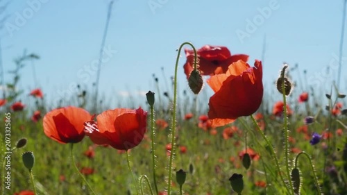 wild red beautiful poppies flowers blossoming at  sunny summer  day  at fiels.  close up