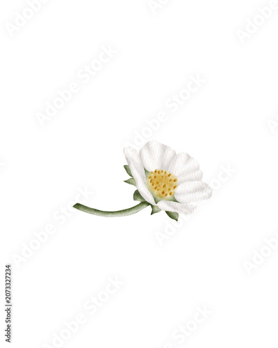 Hand painted watercolor strawberry flower isolated. for garden themes, botanical designs, packaging, stationery, wedding invitations, pattern making, organic branding, spring projects, and food-relate