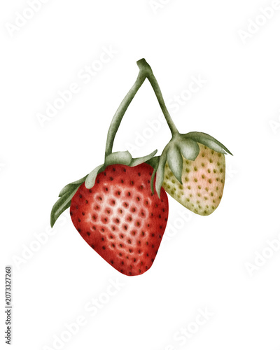 Hand painted watercolor strawberry isolated. for packaging design, food branding, labels, menus, recipe books, kitchen decor, stationery, and organic product marketing.